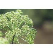 Angelica Archangelica-Angelik, garten, Urtinktur oder Pflanzenextrakt BIO