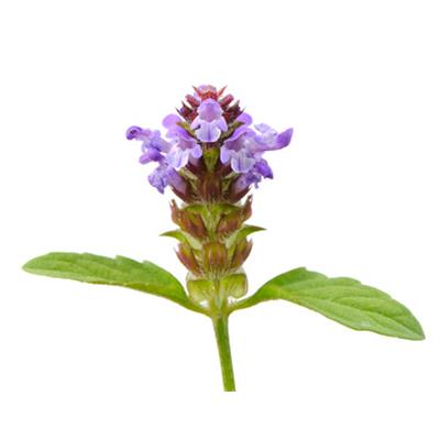 Prunella Vulgaris, Urtinktur oder Pflanzenextrakt BIO