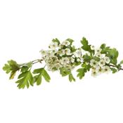 Crataegus Oxyacantha-Weissdorn, Knospen Glycerinmazerat BIO