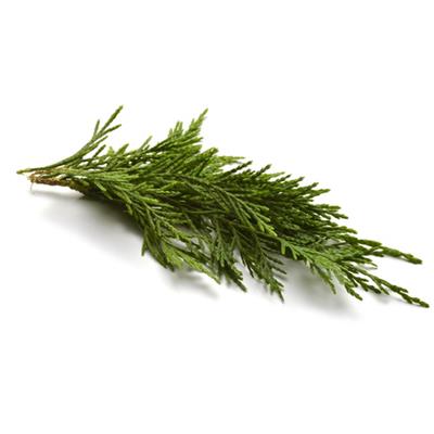 Cupressus Sempervirens, Urtinktur oder Pflanzenextrakt BIO