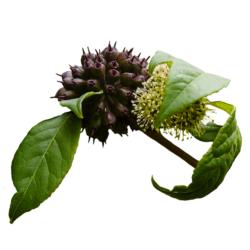 Eleutherococcus senticosus, Urtinktur oder Pflanzenextrakt BIO