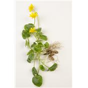 Ficaria Ranunculoides, Urtinktur oder Pflanzenextrakt BIO