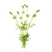 Galium Aparine-Klebkraut, Urtinktur oder Pflanzenextrakt BIO