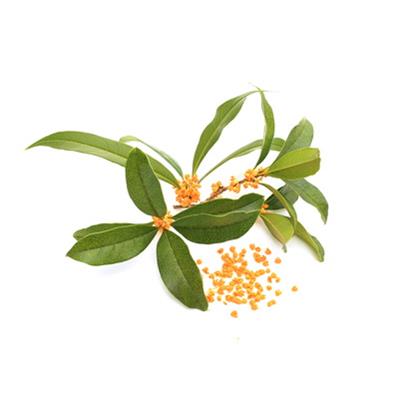Ätherisches Öl Blätter der Bitterorange - Citrus Aurantium, Sinensis (Folium) BIO