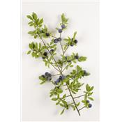 Prunus Spinosa-Schlehdorn, Urtinktur oder Pflanzenextrakt BIO