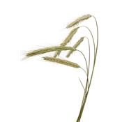 Secale Cereale-Roggen, Knospen Glycerinmazerat BIO