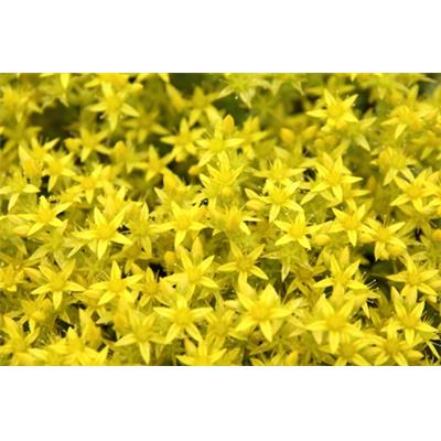 Sedum Acre-Mauerpfeffer, scharfer, Urtinktur oder Pflanzenextrakt BIO