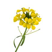 Erysimum officinale, Urtinktur oder Pflanzenextrakt BIO