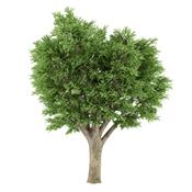 Ulmus Campestris-Feldulme, Knospen Glycerinmazerat BIO