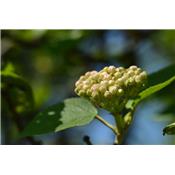 Viburnum lantana-Schlinge, wollige, Knospen Glycerinmazerat BIO