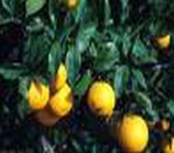 Ätherisches Öl Süßorange - Citrus Sinensis (Dulcis) BIO