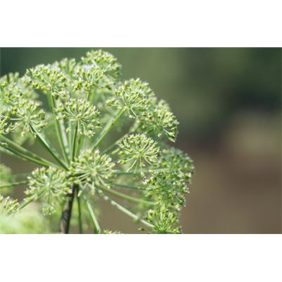 Angelica Archangelica-Angelik, garten, Urtinktur oder Pflanzenextrakt BIO