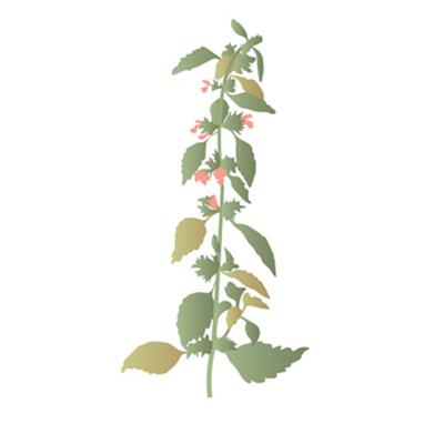 Ballota Foetida-Andorn, schwarzer, Urtinktur oder Pflanzenextrakt BIO
