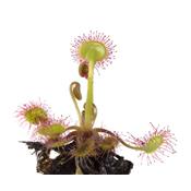 Drosera Rotundifolia-Kronenkraut, Urtinktur oder Pflanzenextrakt BIO