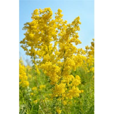 Galium Verum-Labkraut, echtes, Urtinktur oder Pflanzenextrakt BIO