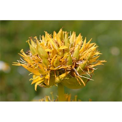 Gentiana Lutea-Bitterwurz, Urtinktur oder Pflanzenextrakt BIO