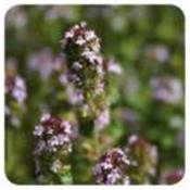 Ätherisches Öl Thymian ct Thujanol - Thymus vulgaris ct thujanol