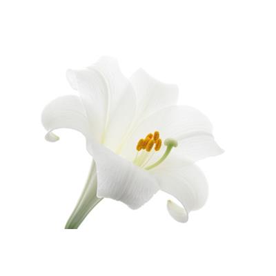 Lilium Album-Lilie, weisse, Urtinktur oder Pflanzenextrakt BIO