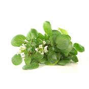 Nasturtium Officinale-Brunnenkresse, echte, Urtinktur oder Pflanzenextrakt BIO