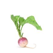 Brassica Napus, Urtinktur oder Pflanzenextrakt BIO