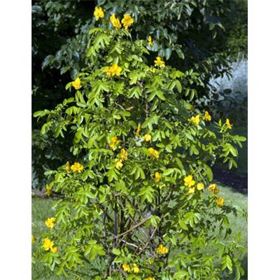 Cassia Angustifolia-Sennesblatt, Urtinktur oder Pflanzenextrakt BIO