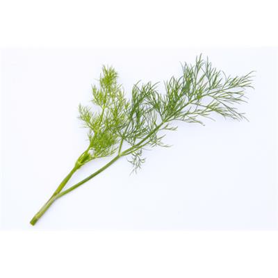 Anethum Graveolens-Dill, Urtinktur oder Pflanzenextrakt BIO