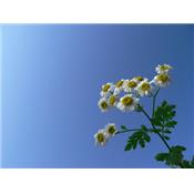 Anthemis Nobilis-Kamille, römische, Urtinktur oder Pflanzenextrakt BIO