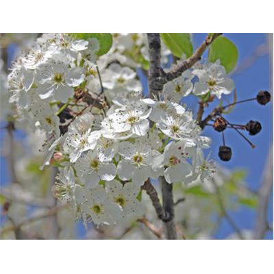 Cerasus Vulgaris, Urtinktur oder Pflanzenextrakt BIO