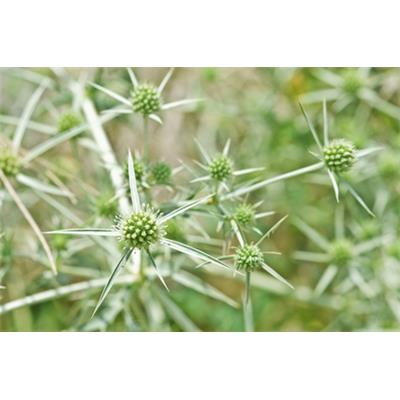 Eryngium Campestre-Feld-Mannstreu, Urtinktur oder Pflanzenextrakt BIO