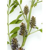 Glycyrrhiza Glabra-Süßholz, Urtinktur oder Pflanzenextrakt BIO