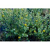 Grindelia Robusta, Urtinktur oder Pflanzenextrakt BIO