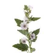 Althaea Officinalis-Althee, Urtinktur oder Pflanzenextrakt BIO