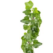 Hedera Helix-Efen, Urtinktur oder Pflanzenextrakt BIO