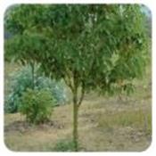 Ätherisches Öl Kampfer - Cinnamomum camphora ct cineole BIO
