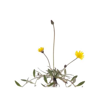 Hieracium Pilosella-Habichtskraut, filziges, Urtinktur oder Pflanzenextrakt BIO