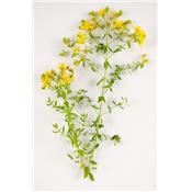 Hypericum Perforatum-Echtes Johanniskraut, Urtinktur oder Pflanzenextrakt BIO