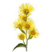 Inula Helenium-Alant, (echter), Urtinktur oder Pflanzenextrakt BIO