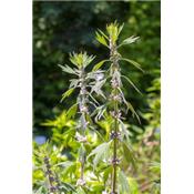 Leonurus Cardiaca-Herzgespann, echtes, Urtinktur oder Pflanzenextrakt BIO