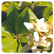 Ätherisches Öl Neroli - Citrus aurantium ssp amara BIO