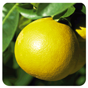 Ätherisches Öl Grapefruit - Citrus paradisi BIO