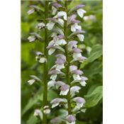 Salvia Sclarea-Kraut, muskateller, Urtinktur oder Pflanzenextrakt BIO