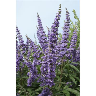 Vitex Agnus Castus, Urtinktur oder Pflanzenextrakt BIO