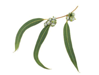 Ätherisches Öl Eukalyptus - Eucalyptus Globulus BIO