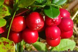 Vaccinum Vitis Ideae-Preiselbeere, Knospen Glycerinmazerat BIO