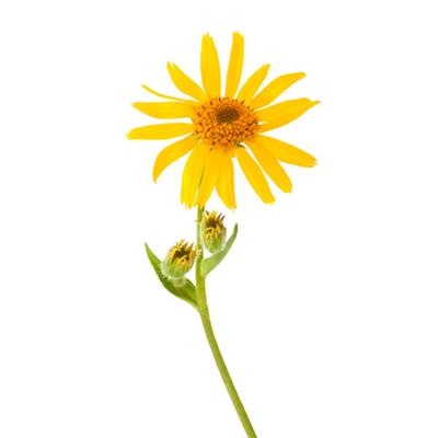 Arnica Montana-Arnika, Urtinktur oder Pflanzenextrakt BIO