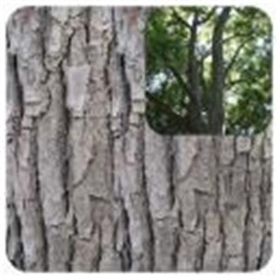 Ätherisches Öl Ravintsara - Cinnamomum camphora ct linalol