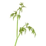 Carum Carvi-Fenchel, ross, Urtinktur oder Pflanzenextrakt BIO