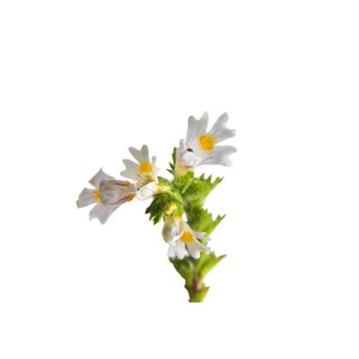 Euphrasia Officinalis, Urtinktur oder Pflanzenextrakt BIO