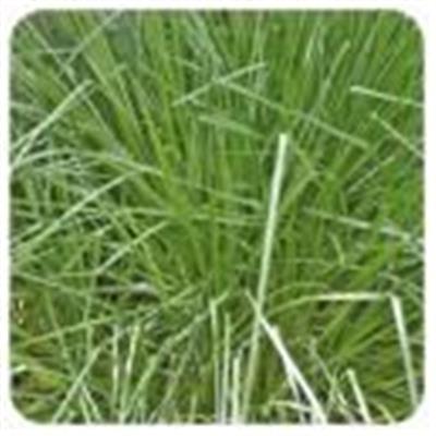 Ätherisches Öl Palmarosa - Cymbopogon martinii var motia BIO