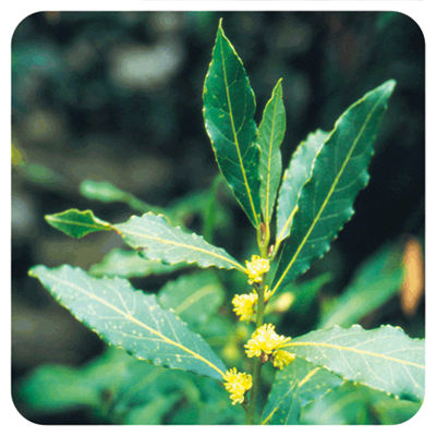 Ätherisches Öl Lorbeer - Laurus